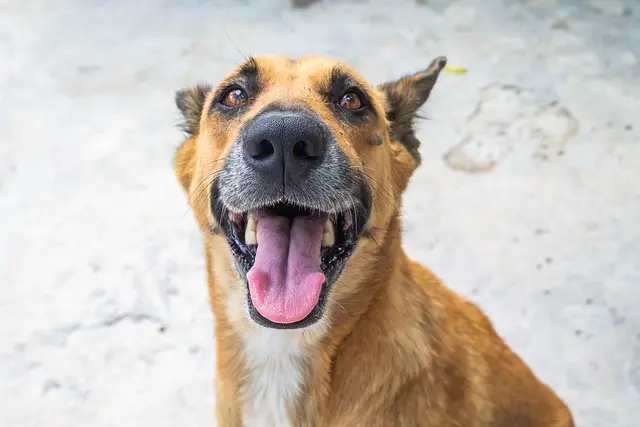 Cómo asegurar a mis mascotas: Guía de compra completa