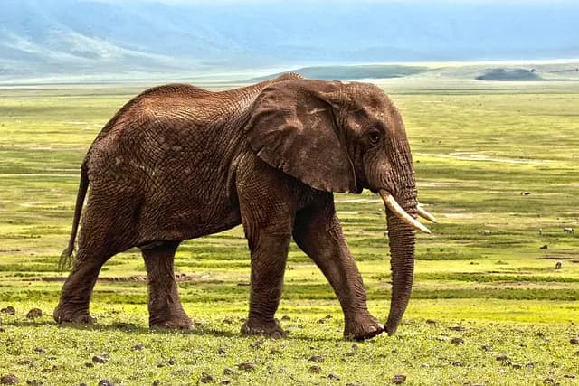 Guide d'Achat : Choisir son Safari sans Erreurs