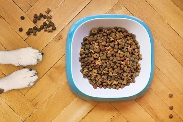 Naturalne zachowania psów - Jak uniknąć błędów przy zakupie