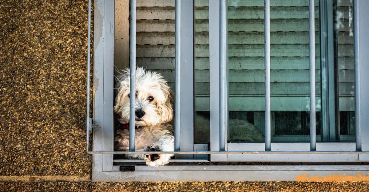 Ensuring Pet Safety at Home: A Comprehensive Guide