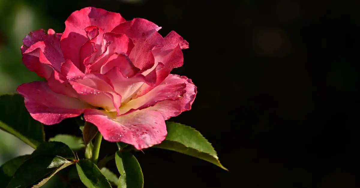 Comment Choisir le Meilleur Outil de Jardinage