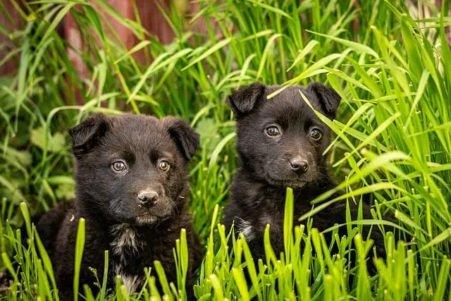 Jak adoptować psa - Przewodnik po adopcji