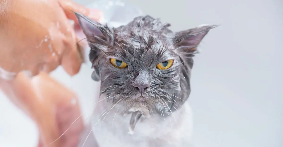 Essential Cat Grooming Tips for Every Owner