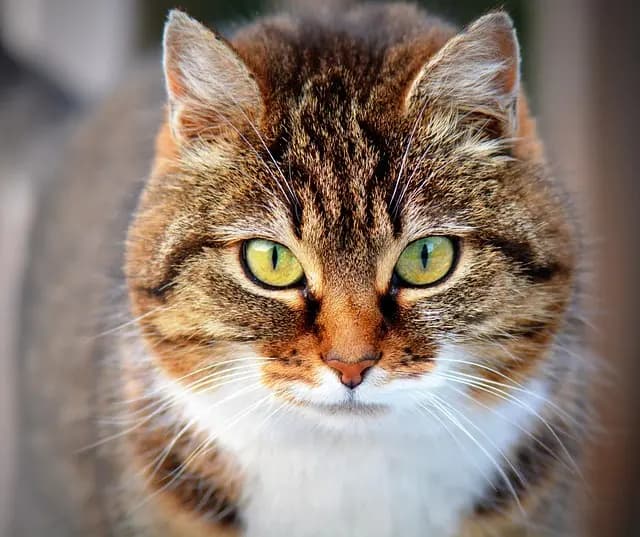 Best Cat Litter Buying Guide