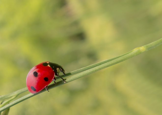 Découvrez les couleurs complémentaires et comment les utiliser dans votre décoration